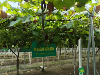 Hydrogen Water and Hydrogen Fertilizer "Help" Grapes Grow Well