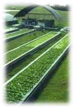 Mineral Maifan Stone Ball