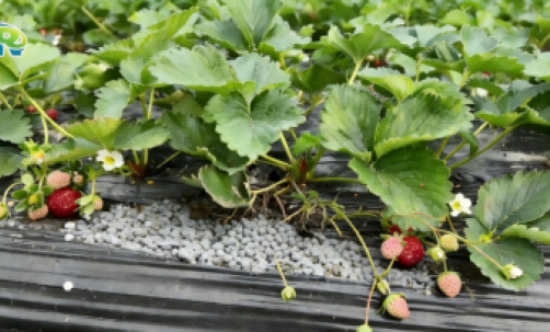 딸기 재배용 수소가 풍부한 물