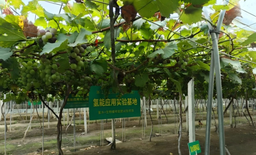 Hydrogen Water and Hydrogen Fertilizer "Help" Grapes Grow Well
