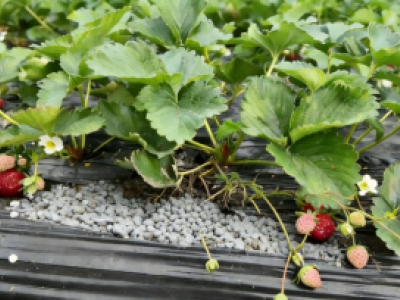 Agua rica en hidrógeno para el cultivo de fresas
