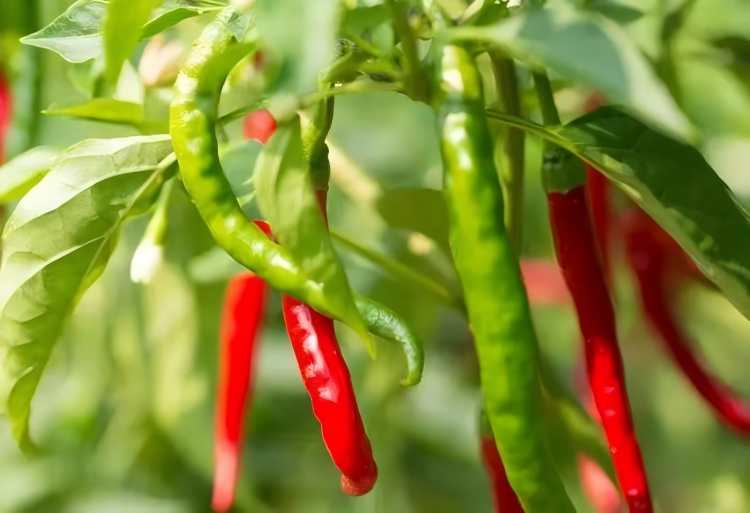 Hydrogen Water Helps Improve the Quality of Agricultural Products and Increase Income